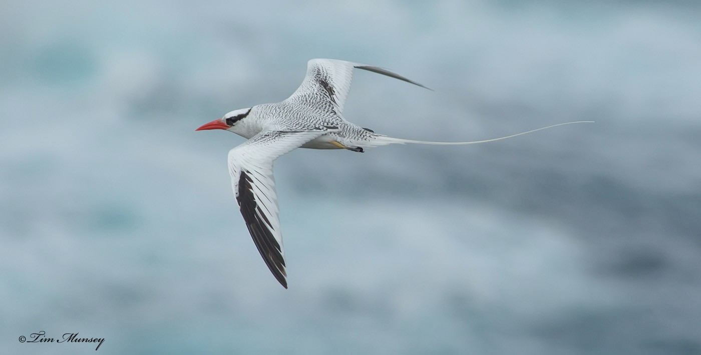 Tropic Bird