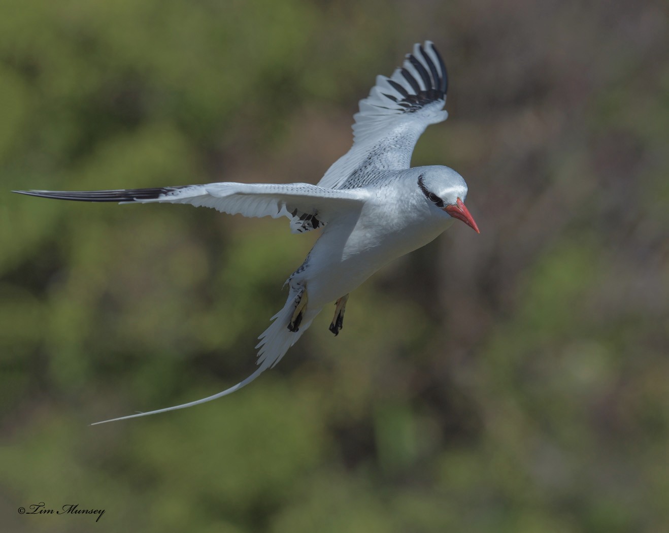 Tropic Bird