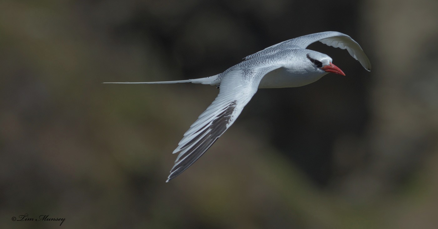 Tropic Bird