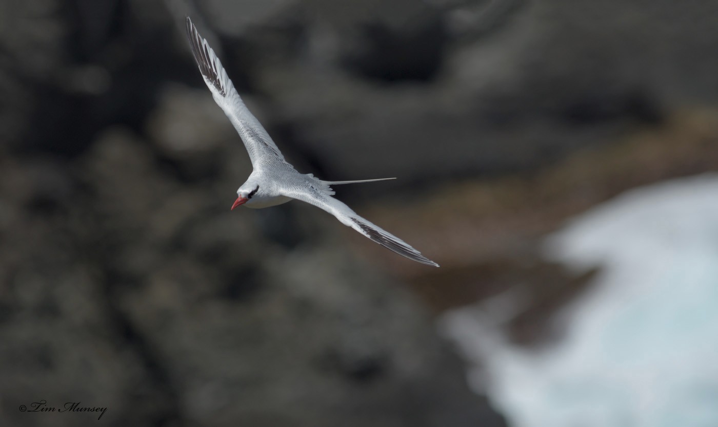 Tropic Bird