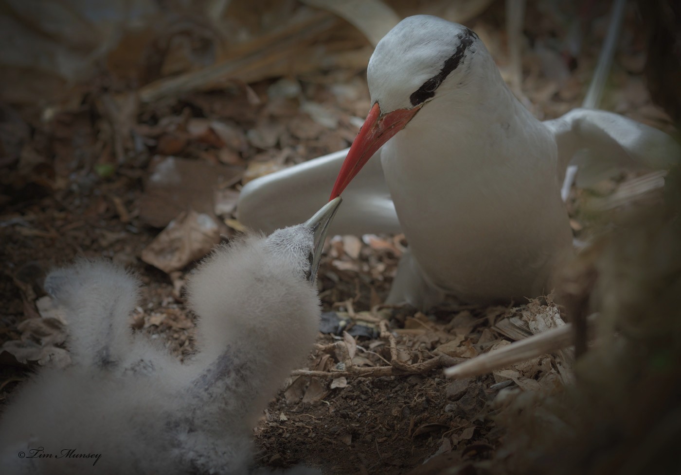 Tropic Bird