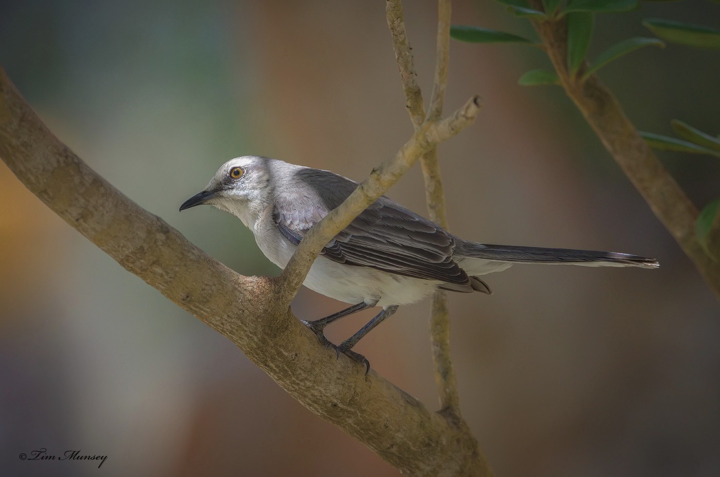 Tropical Mockingbird