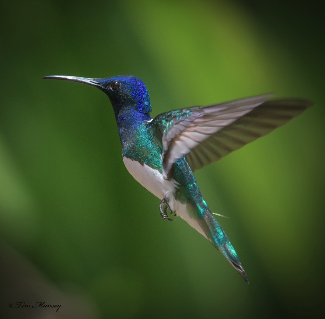 White-necked Jacobin Hummingbird