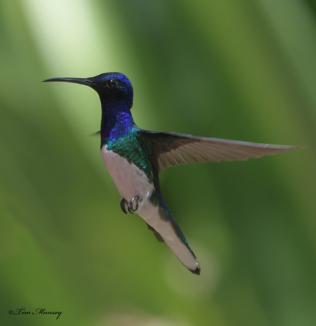 White-necked Jacobin Hummingbird