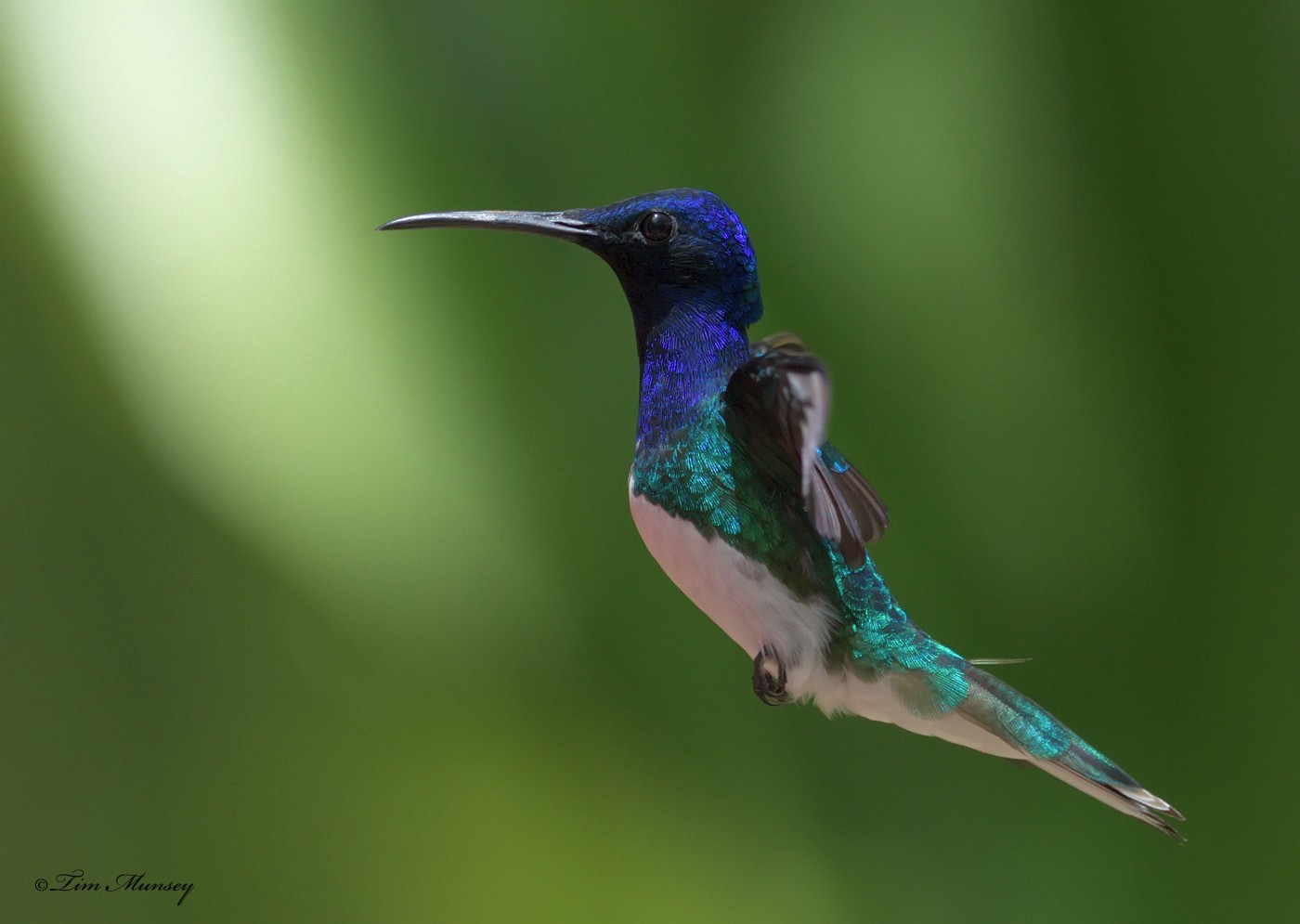 White-necked Jacobin Hummingbird