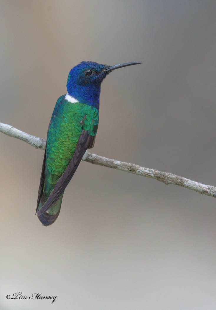 White-necked Jacobin Hummingbird