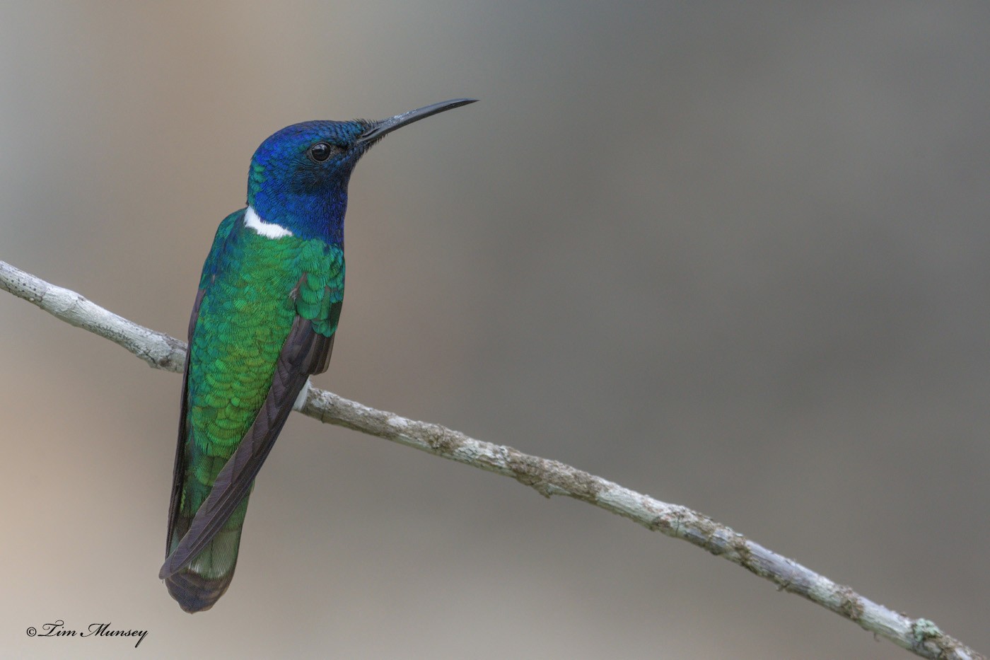 White-necked Jacobin Hummingbird