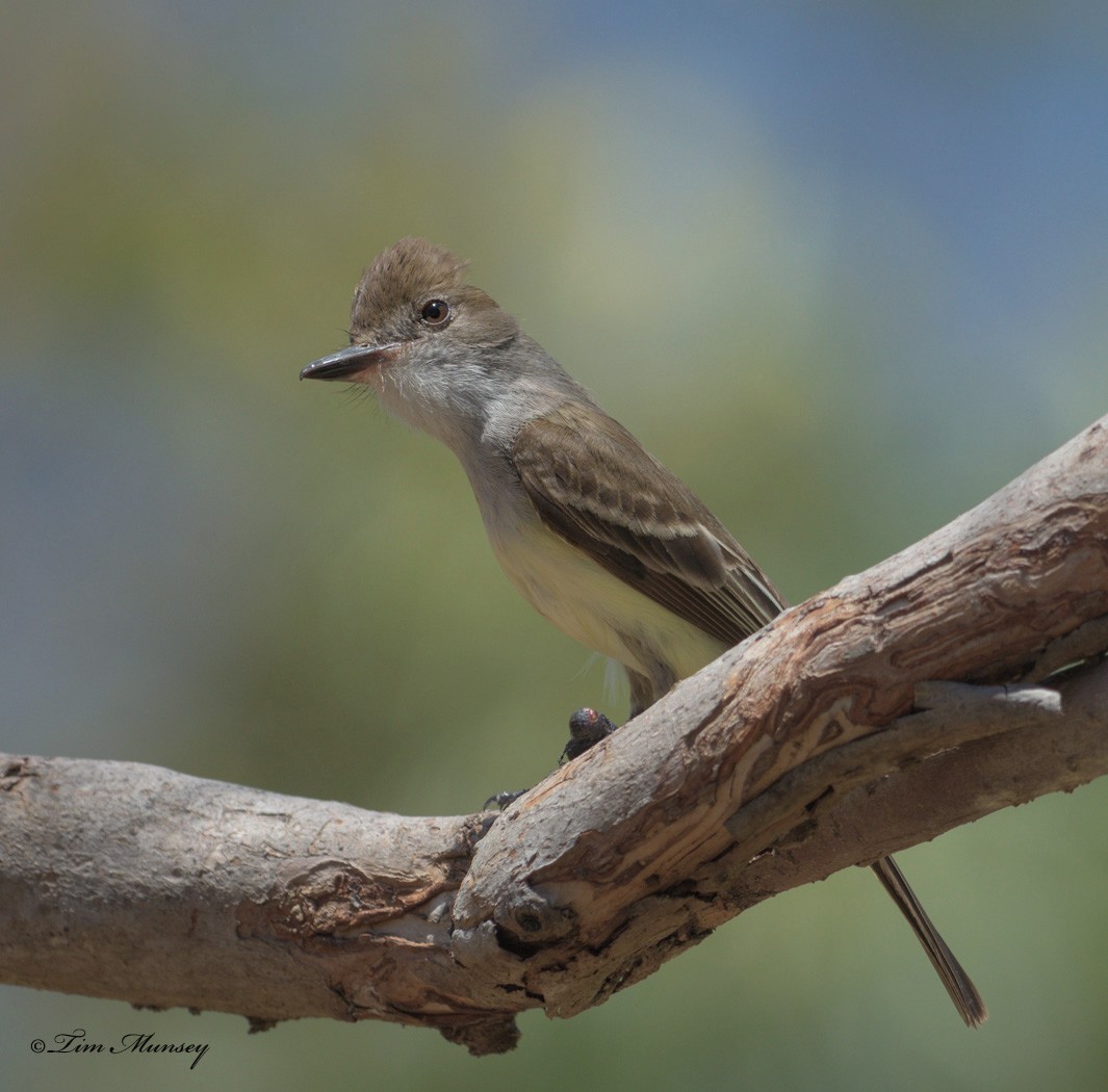 Yellow-bellied Eleania