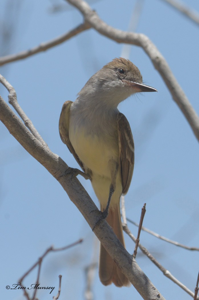 Yellow-bellied Eleania