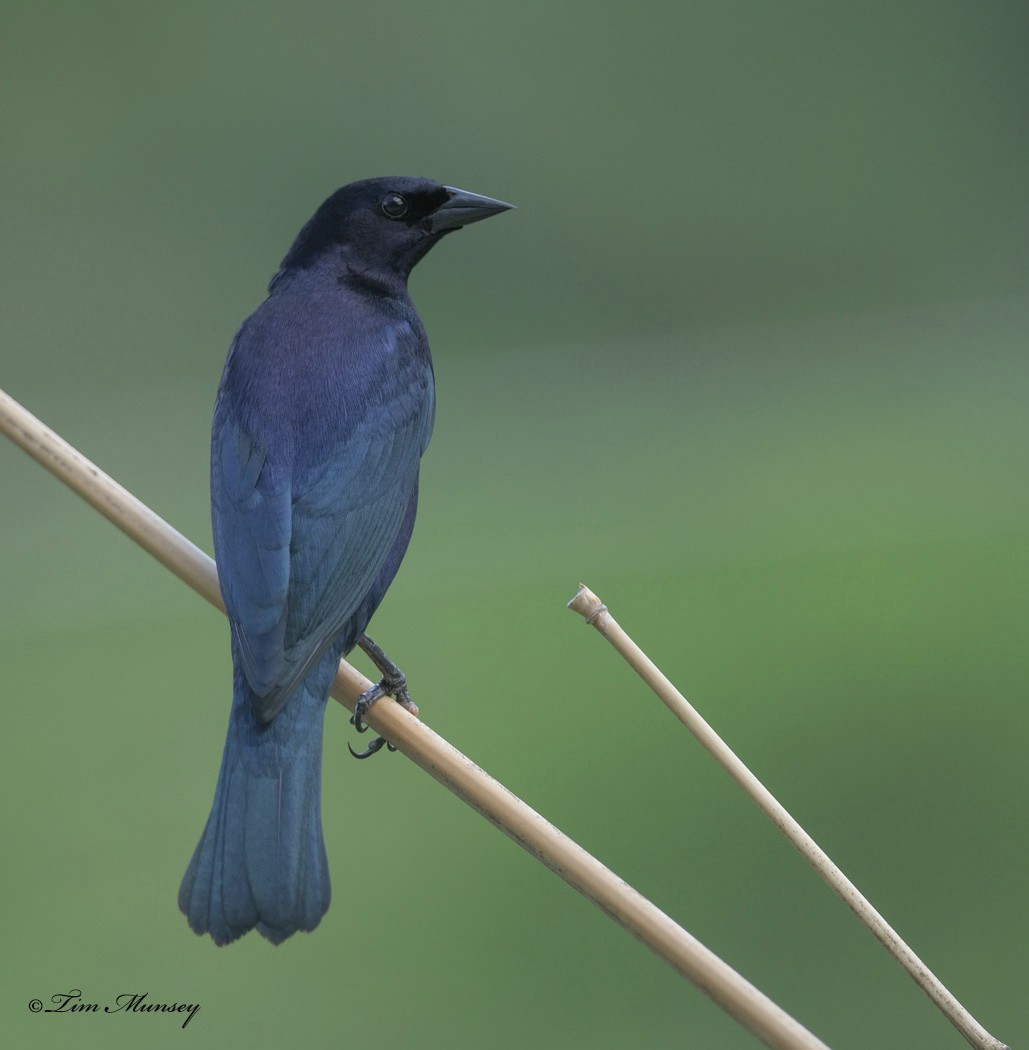 Shiny Cowbird