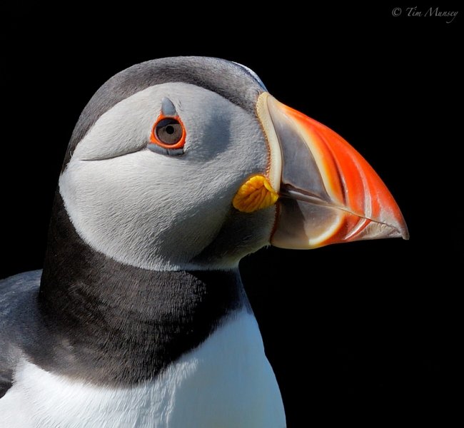 Puffin_Portrait.jpg