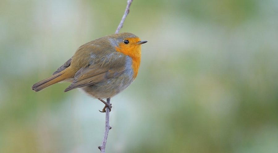 Robin.jpg