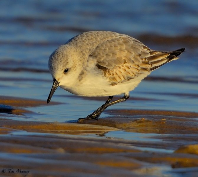 Sanderling.jpg