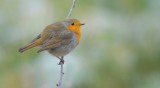 Robin