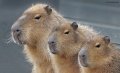 Capybara