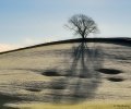 Treescape